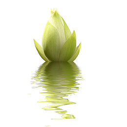 水中芙蓉