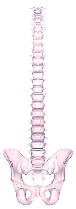 骨盆透视插图
