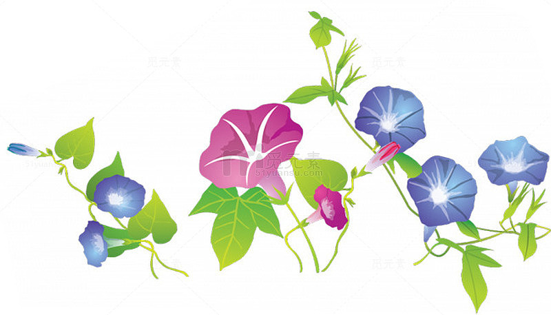 喇叭花花边