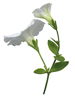 喇叭花