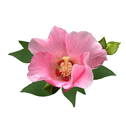 粉色木槿