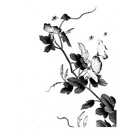 水墨牵牛花插图
