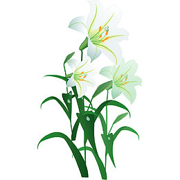 白色喇叭花