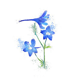 手绘蓝色水彩花朵