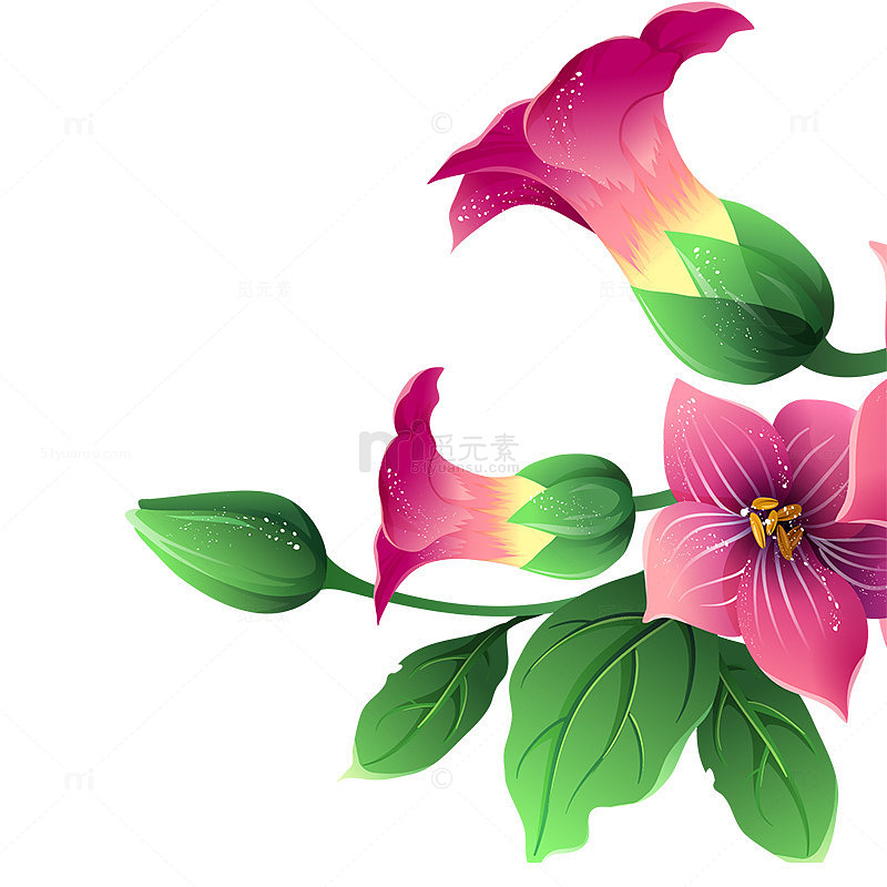 紫色喇叭花