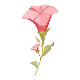 手绘喇叭花