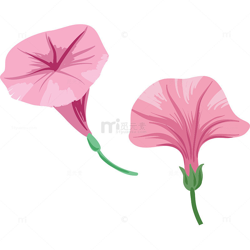 粉色的喇叭花