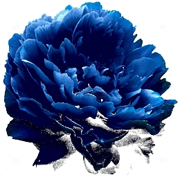 花卉