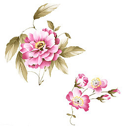 粉色牡丹花