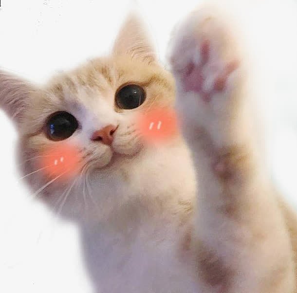 可爱猫咪脸红表情包