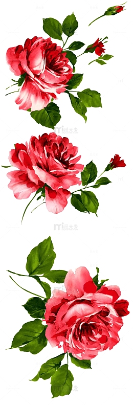 花卉合集
