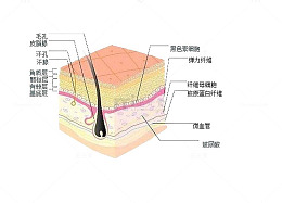 黑色素细胞