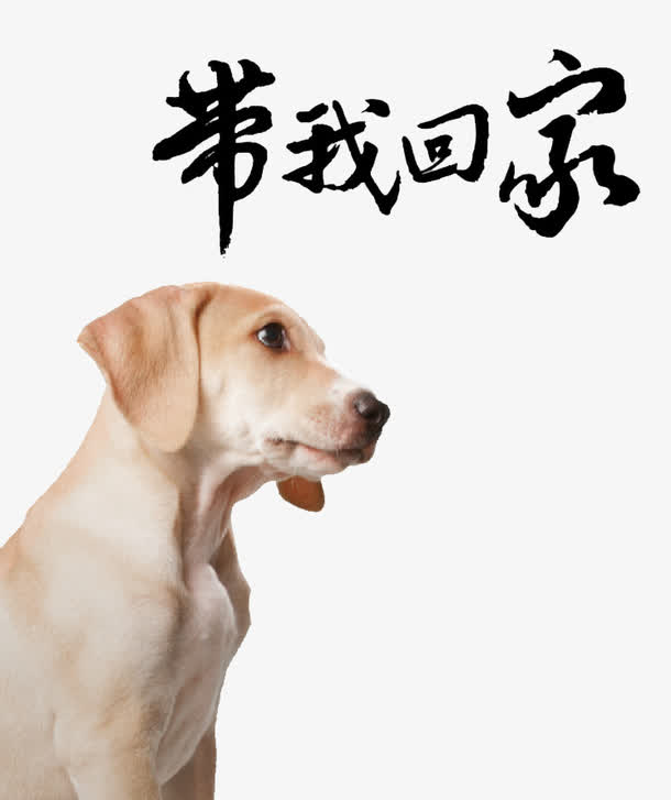 对象暂无授权使用范围仅供学习交流使用png请带我回家艺术字pngpng