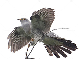 张开翅膀