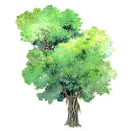 矢量大叶榕树免扣素材