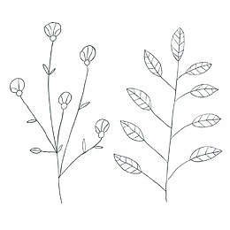 手绘线条花草