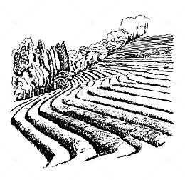 黑色钢笔速写农地梯田插画
