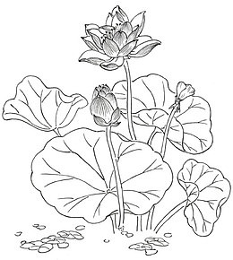 速写荷花儿装饰图