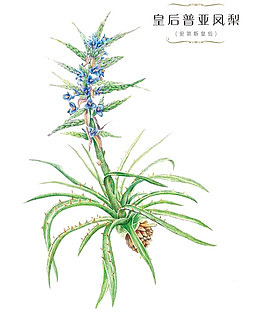 皇后普亚凤梨