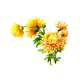 水彩菊花