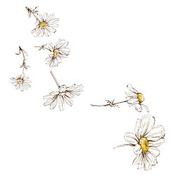 小菊花手绘