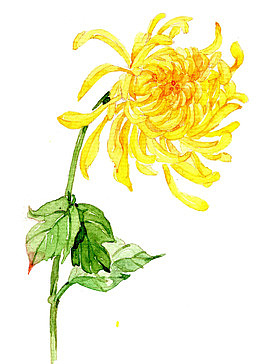 手绘菊花