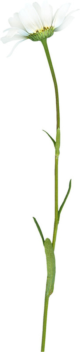 白色菊花