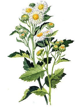 水彩菊花