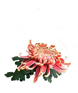 粉色的菊花