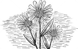 矢量素描小菊花