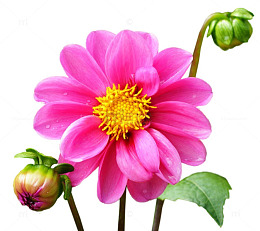 手绘菊花
