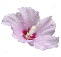 木槿花免抠素材