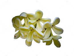 清新桂花花瓣图片素材