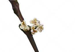 一株桂花图片素材