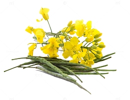 芥末油菜花特写