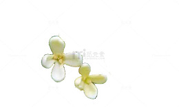 桂花花瓣