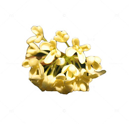黄色桂花花瓣图片素材
