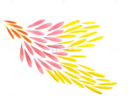 菊花花瓣