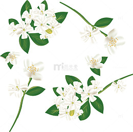 精美白色茉莉花