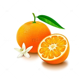 卡通香橙和橙子花