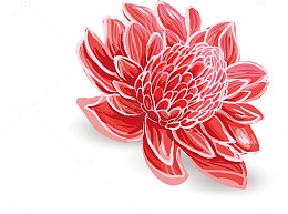 红色洛神花
