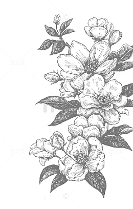素描桃花