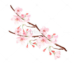 清新唯美手绘一支桃花