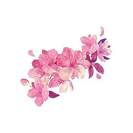 粉色花朵