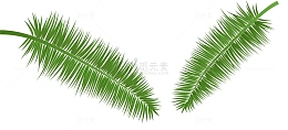 椰子树叶子