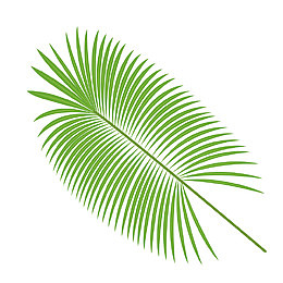 椰树树叶矢量素材
