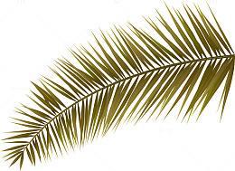 椰树树叶