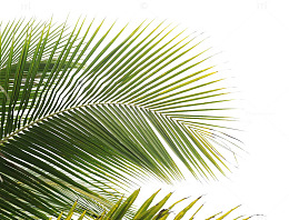 椰树叶
