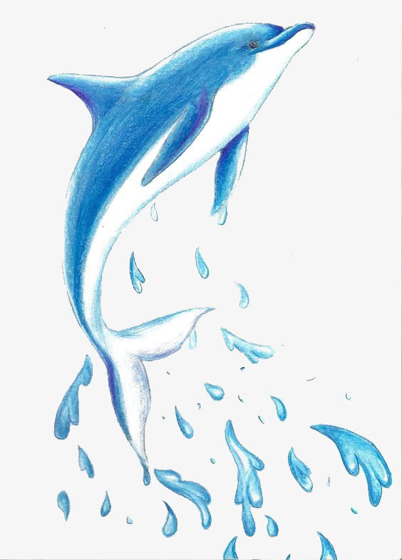 海豚图片手绘y图片