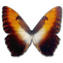 Morpho Hecuba sunset Icon